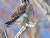 Kestrel