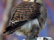 Kestrel