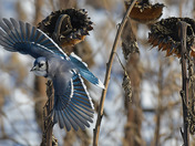 Blue Jay