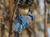 Blue Jay