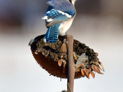 Blue Jay