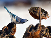 Blue Jay