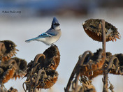 Blue Jay