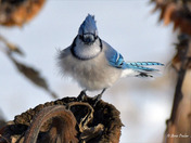 Blue Jay