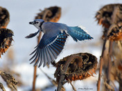 Blue Jay