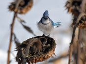 Blue Jay