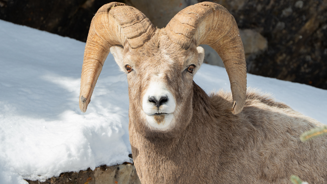 Bighorn Sheep