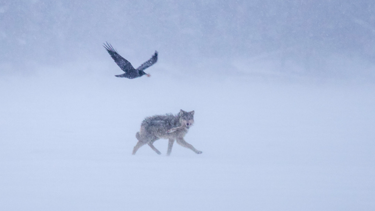 Raven and Wolf