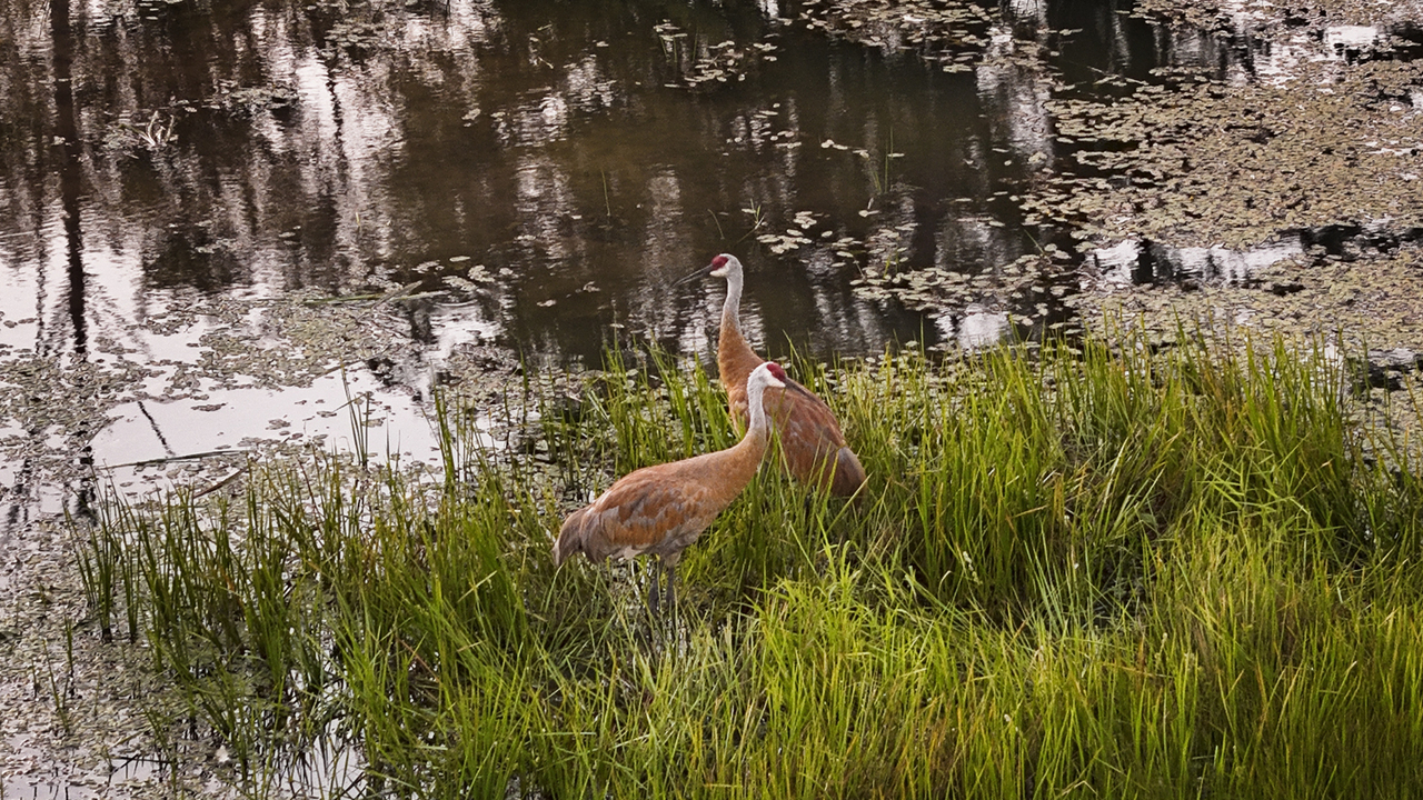 Sandhill Cranes at Sunrise