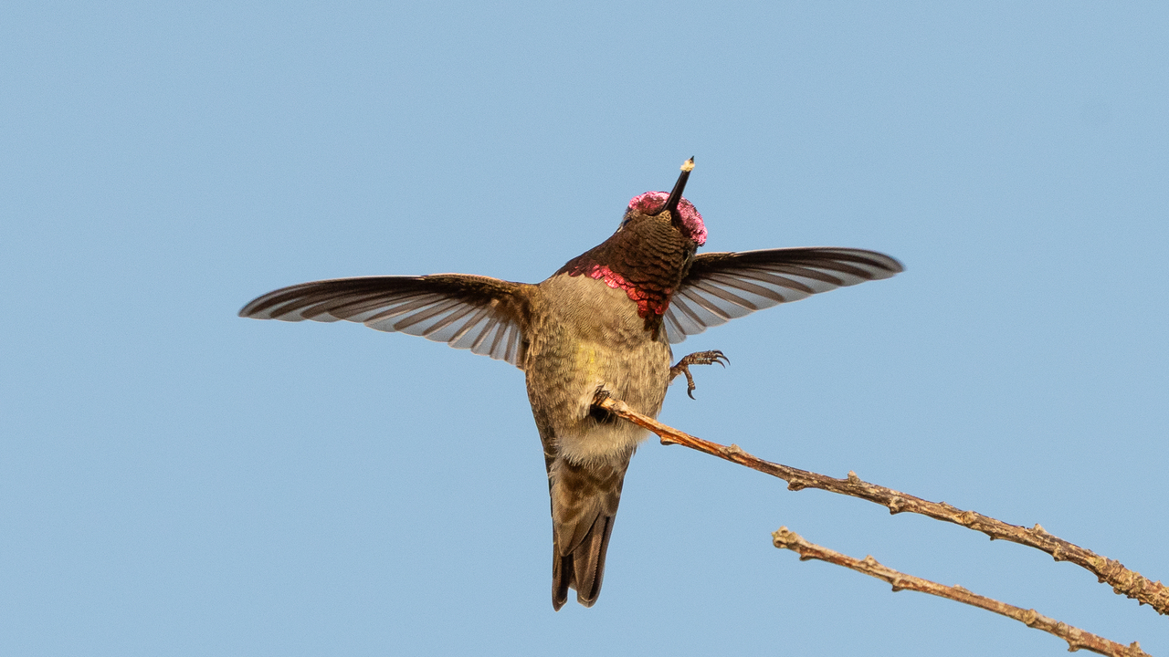 Anna's Hummingbird