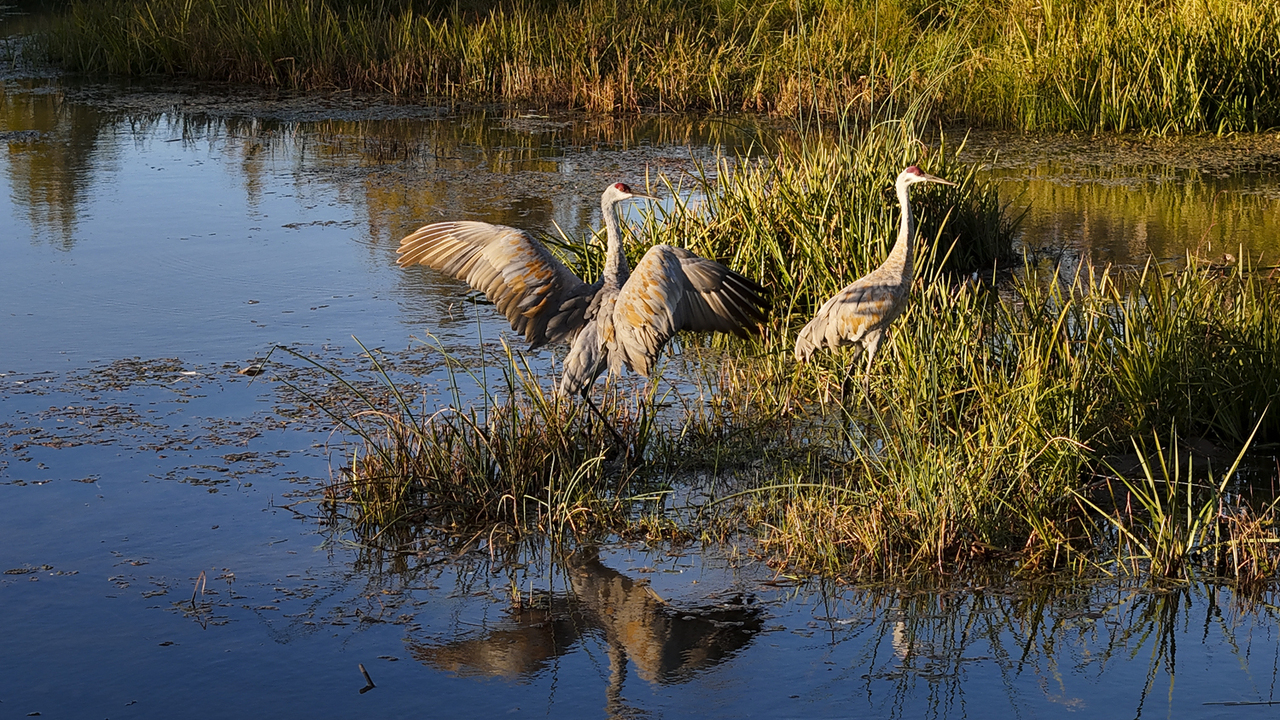Sandhill Cranes at Sunrise