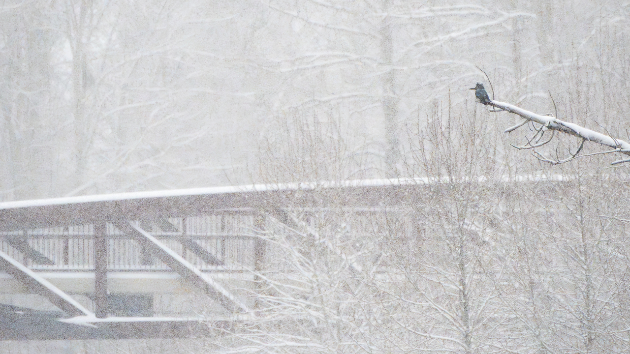 Belted Kingfisher Endures the Snow