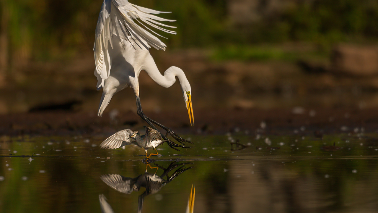 Egret and Sandpiper Collision