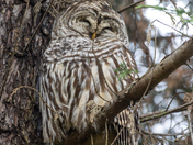 sleepy barred owl