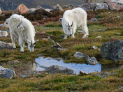mt blue sky (formerly Mt Evans)