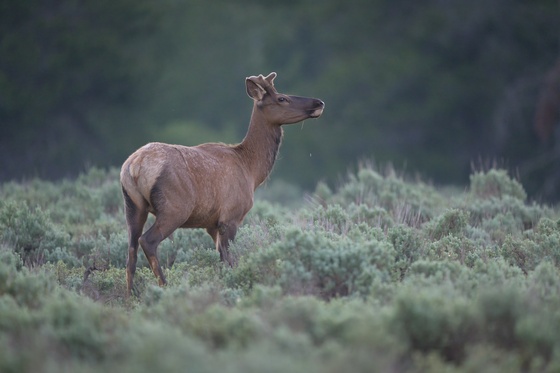 Grand Teton National Park