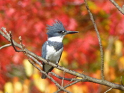 King Fisher with fall colours backdrop