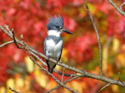 King Fisher with fall colours backdrop