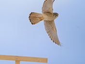 kestrel in flight