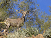 Tonto National Forest