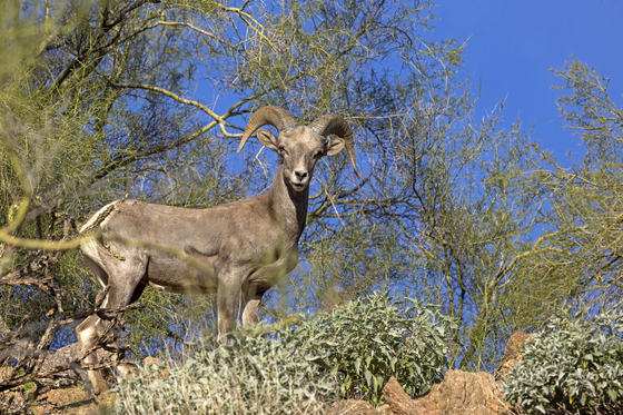 Tonto National Forest