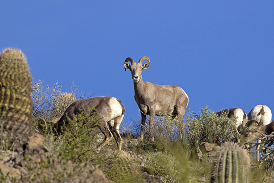 Tonto National Forest 