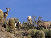 Tonto National Forest