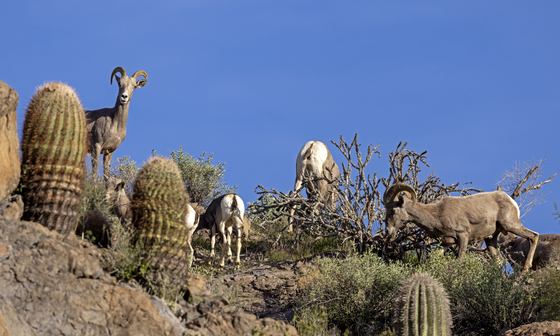 Tonto National Forest