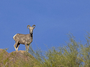 Tonto Nacional Forest