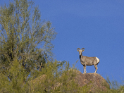 Tonto National Forest