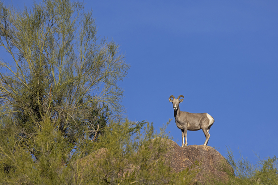 Tonto National Forest