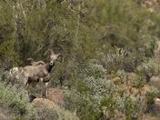 Tonto National Forest