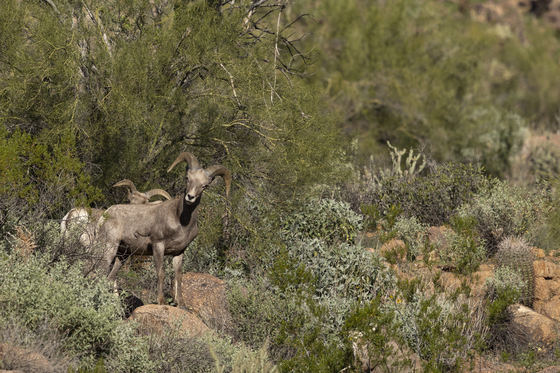 Tonto National Forest