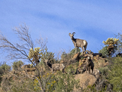 Tonto National Forest