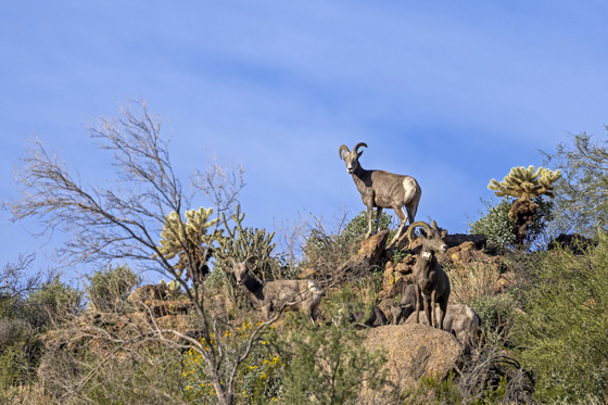 Tonto National Forest