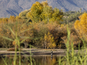 Tonto National Forest