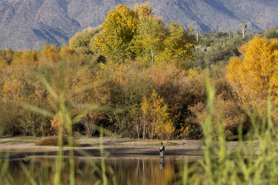 Tonto National Forest