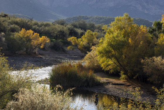 Tonto National Forest