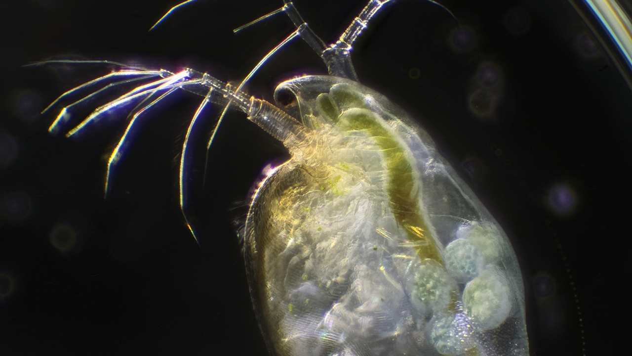 Daphnia Portrait