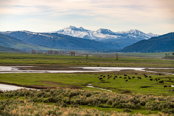 Yellowstone National Park