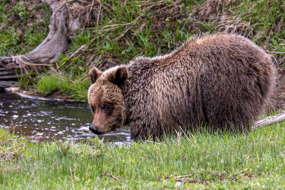 Yellowstone National Park