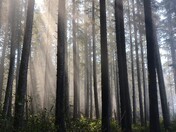 Olympic National Park