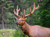 Velvet Season Bull Elk, Banff National Park
