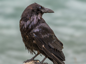 Raven photographed at Numa Falls in British Columbia.