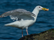 Feeding A Gull