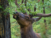 Grand Teton National Park