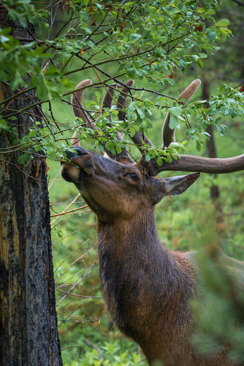 Grand Teton National Park