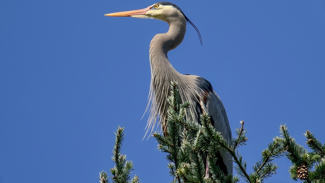 At The Heronry VIII