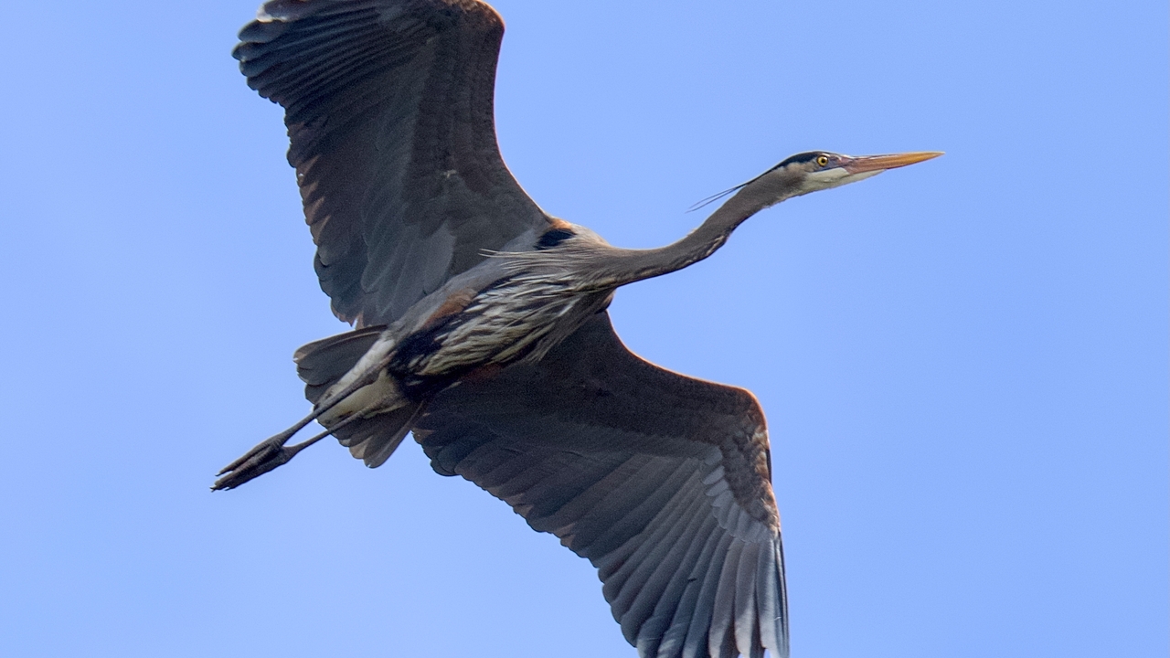 At The Heronry XVIII