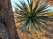 Joshua Tree Forest - Grand Wash Cliffs